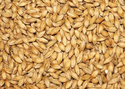 barley seeds